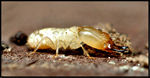 diagnostics termite avant mise en vente diagnostics Termites avant mise en vente