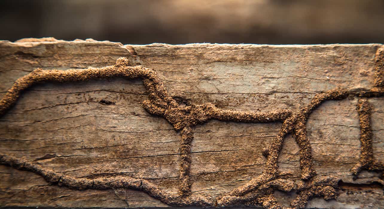 diagnostic termite à lyon