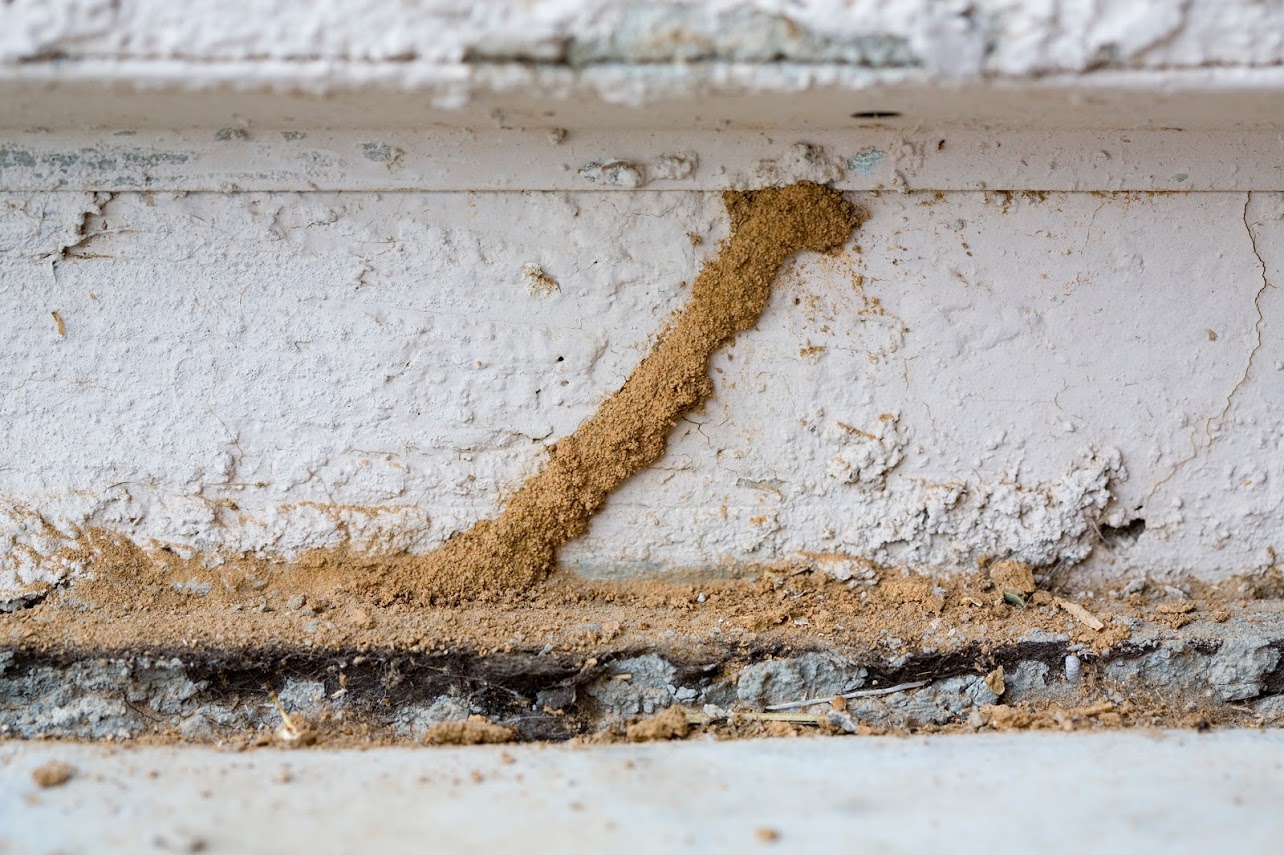 tunnel termite